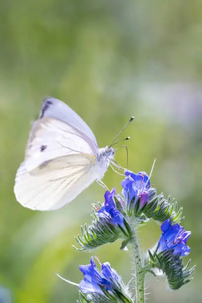 Large White Butterfly - Pieris brassicae - resting on a blossom of Echium vulgare, known as viper's bugloss and blueweed