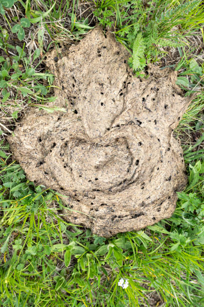 Dry cow manure lies on the juicy green grass. The concept of natural fertilizers for the farm and garden Dry cow manure lies on the juicy green grass. The concept of natural fertilizers for the farm and garden ammonia fertilizer stock pictures, royalty-free photos & images