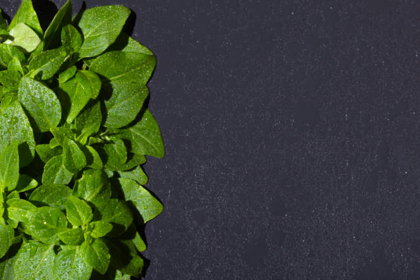 istock Basil leaves with drops on dark background, top view flat lay, border, copy space 1354846529