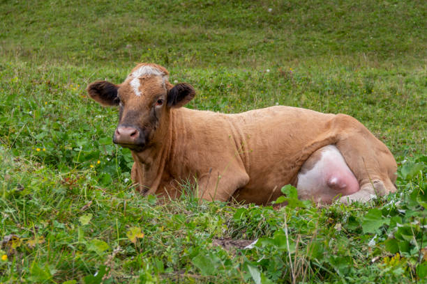 istock Cattle in natural Ambiance 1354846629