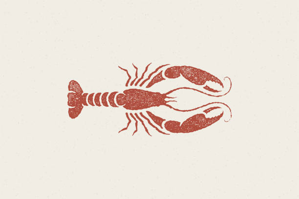 ilustraciones, imágenes clip art, dibujos animados e iconos de stock de silueta de langosta para el menú del restaurante de mariscos y logotipo dibujado a mano efecto de sello ilustración vectorial - lobster