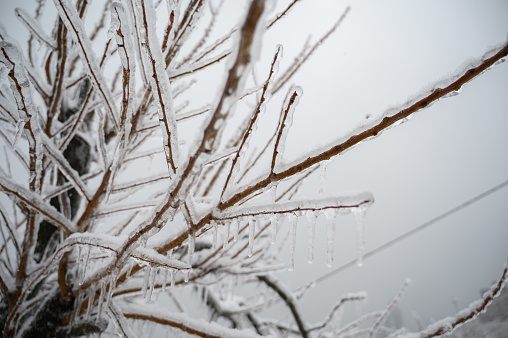 frosty tree branch in winter