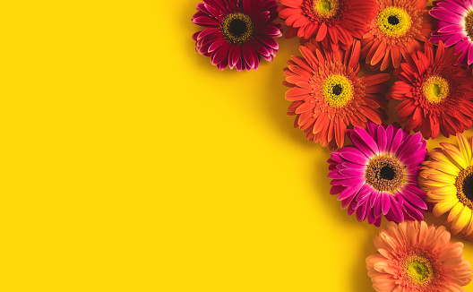Bright beautiful gerbera flowers on sunny yellow background. Concept of warm summer and early autumn. Place for text, lettering or product. View from above, Copy space. Flatlay