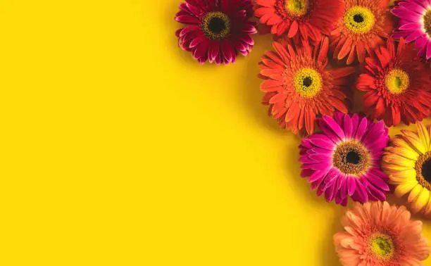 Photo of Bright beautiful gerbera flowers on sunny yellow background. Concept of warm summer and early autumn. Place for text, lettering or product. View from above, Copy space. Flatlay.