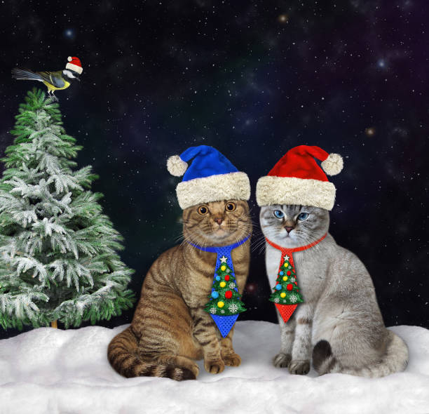 istock Two cats in holiday ties in wood 1354849497