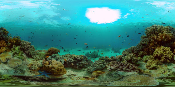 istock Coral reef and tropical fish. Philippines. 360-Degree view 1354850043