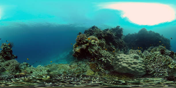 istock Coral reef and tropical fish underwater. Philippines. 360-Degree view 1354850276