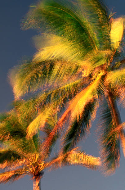 usa, hawaii o'ahu, kokospalmen. - tree wind palm tree hawaii islands stock-fotos und bilder