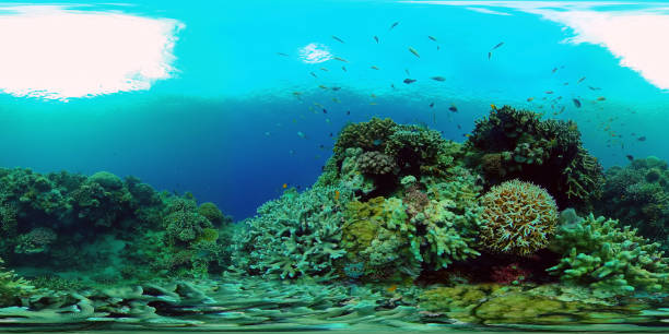 istock Coral reef with fish underwater. Philippines. Virtual Reality 360 1354851018