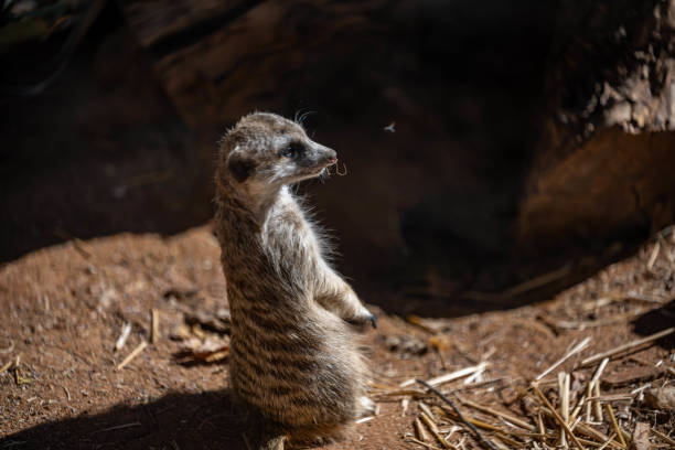 istock An American Badger in Palm Springs, California 1354851041