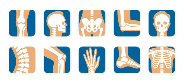 ilustrações de stock, clip art, desenhos animados e ícones de collection human bones icon vector illustration. set person skeleton skull joint, knee, leg, pelvis - barriga da perna corpo humano