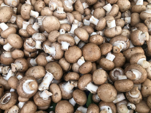 istock mushrooms, raw edible mushrooms as a background 1354852549