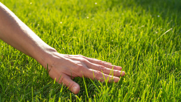 Human palm touching lawn grass low angle view Human palm touching lawn grass low angle view lawncare stock pictures, royalty-free photos & images