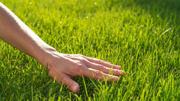 palma humana tocando grama do gramado vista de baixo ângulo - paving stone hardscape front or back yard formal garden - fotografias e filmes do acervo