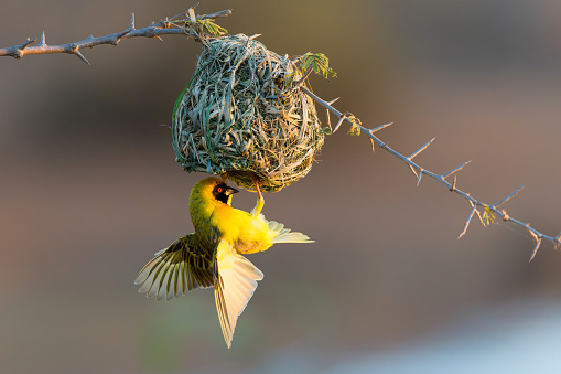 Southern masked weaver (Ploceus velatus), or African masked weaver,  trying to lure a female to his nest at Sunset Dam in Kruger National Park in South Africa