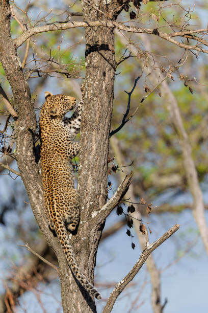 istock Leopard cub in the tree in Sabi Sands Game Reserve 1354853277