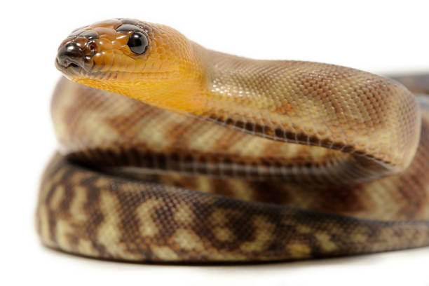 Woma Python Ramsayi 40+ Woma Python Stock Photos, Pictures & Royalty-Free Images - iStock