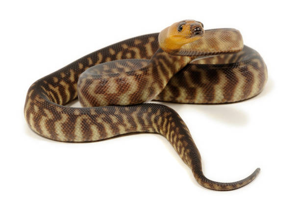 Woma Python Ramsayi 60+ Ramsayi Stock Photos, Pictures & Royalty-Free Images - iStock