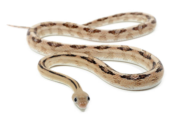 istock Trans-Pecos rat snake (Bogertophis subocularis) on a white background 1354854263