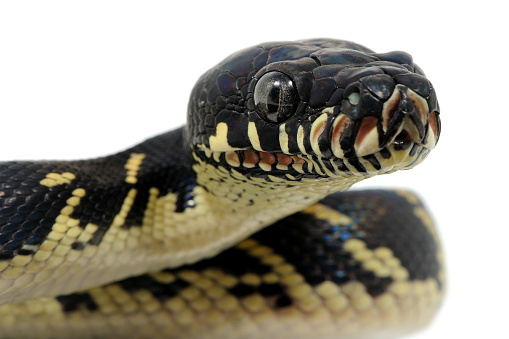 Simalia boeleni is a species of python endemic to the mountains of New Guinea. This picture has been taken in a studio with a captive bred animal.