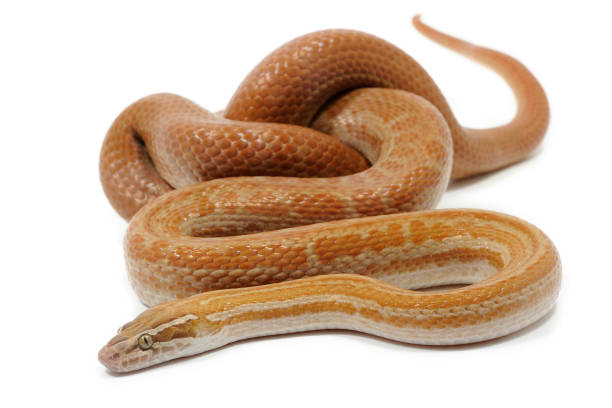 istock Cape house snake (Boaedon capensis) on a white background 1354854314