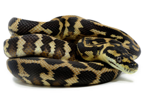 download wallpaper snake, morelia spilota variegata,... 1,400+ Carpet Snake Photos Stock Photos, Pictures & Royalty-Free Images ...