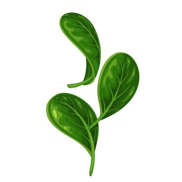 illustrazioni stock, clip art, cartoni animati e icone di tendenza di concetto di caduta delle foglie di spinaci - white background freshness spinach vegetable