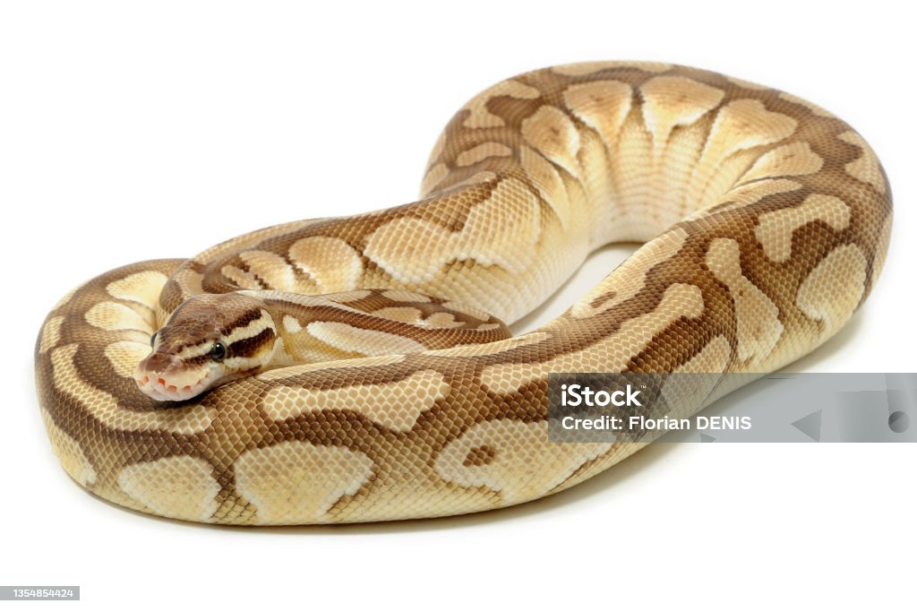 ball python called royal python python stock photo... Pastel Ball Python On A White Background Stock Photo - Download Image ...