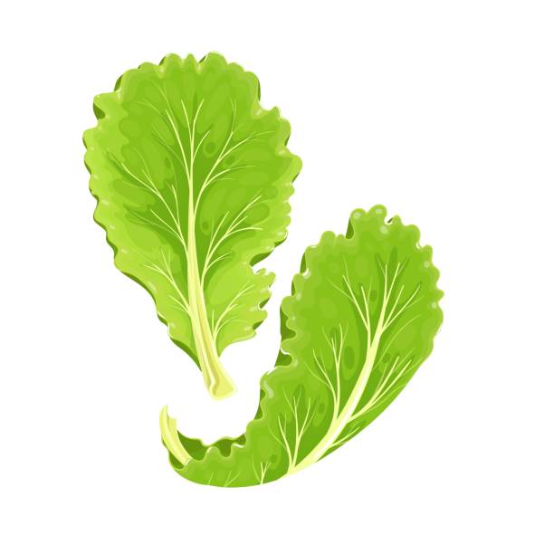 падающий лист салата - backgrounds lettuce agriculture botany stock illustrations