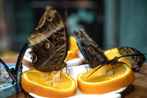 Butterflies sit on orange slice eating nectar