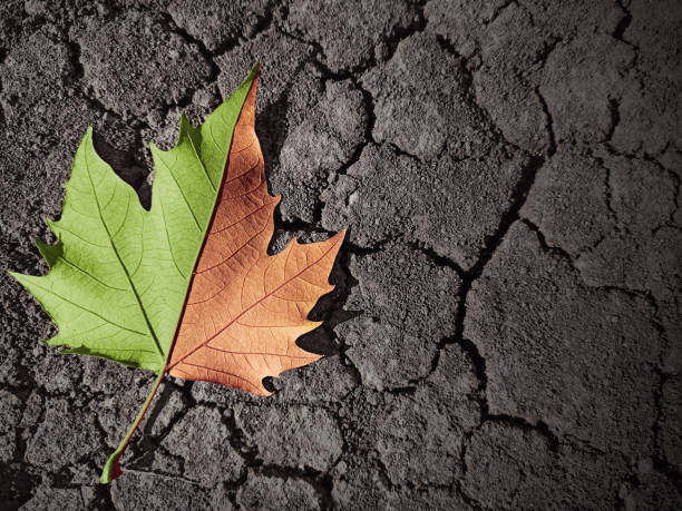 leaf in spring and autumn color on dried soil. Visual describing the seasons and drought