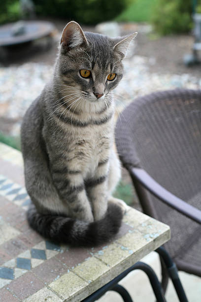 istock Gray Striped Cat on Outdoor Table 135485604