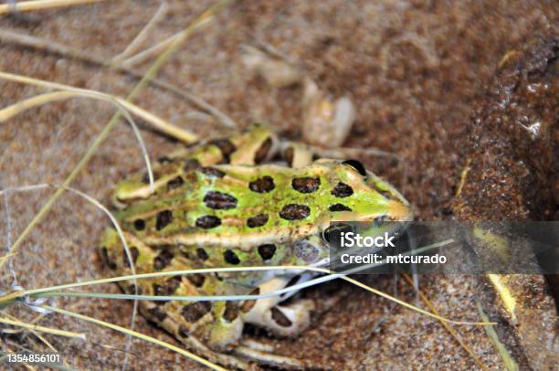 Northern Leopard Frog Great Sand Dunes National Park Colorado Usa Stock Photo - Download Image Now