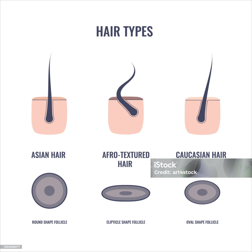 Hair Types Chart Set Of Straigt Wavy And Curly Strands Stock Illustration -  Download Image Now - iStock