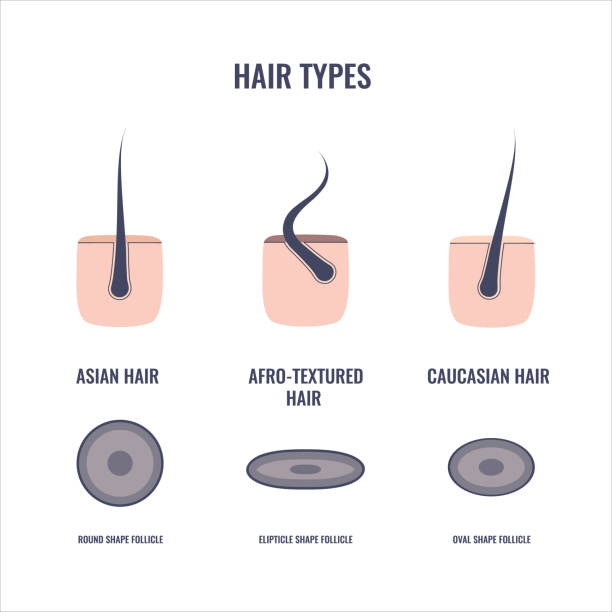 Hair Types Chart Set Of Straigt Wavy And Curly Strands Stock Illustration -  Download Image Now - iStock