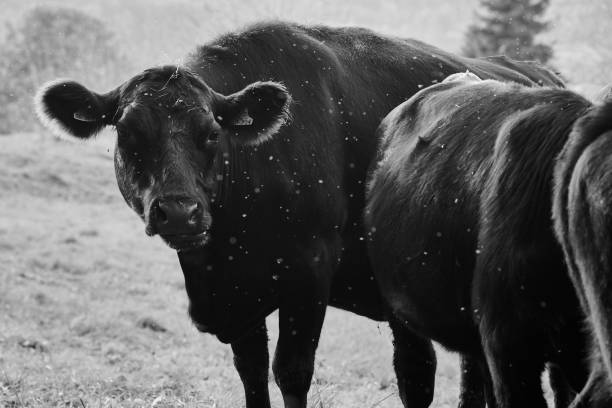 istock German black angus beef cattle in the pasture 1354859172