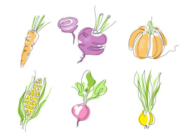 zestaw zdjęć warzyw. rzodkiewki, kukurydza, marchew, dynia, buraki, cebula. - radish stock illustrations