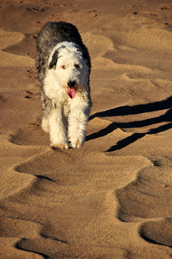 Trimmed old English sheepdog (bobtail) with tongue out, walking on a sand dune (Great Sand Dunes National Park, Co, USA)