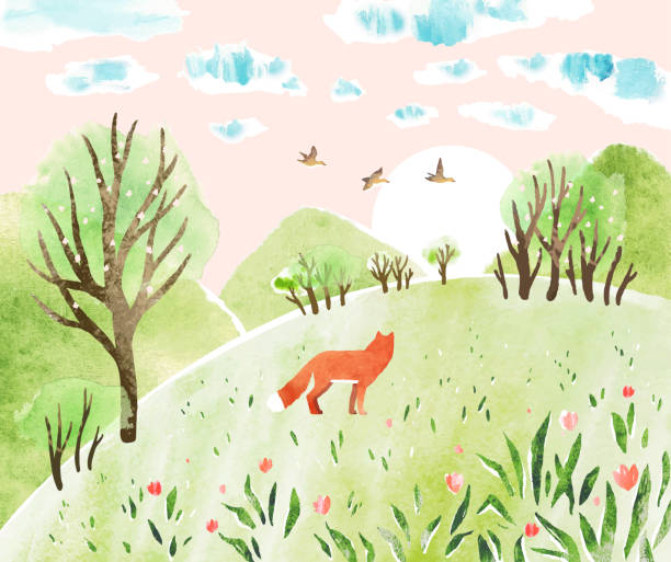 ilustraciones, imágenes clip art, dibujos animados e iconos de stock de paisaje vectorial de acuarela natural con zorro, pájaros, prados, árboles, amanecer y montañas.  ilustración vectorial de primavera - field tulip flower tree