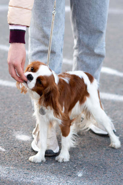istock Cavalier King Charles Spaniel, on a leash, next to the owner 1354861048