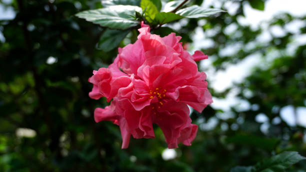 istock hibiscus rosasinensis 1354861301