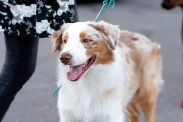 istock Beautiful Australian Shepherd on a leash. 1354862022