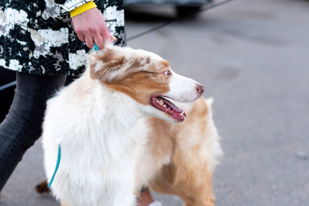 istock Beautiful Australian Shepherd on a leash. 1354862033