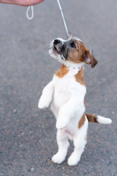 istock Cute little puppy on its hind legs 1354862153