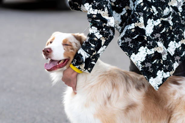 istock Australian Shepherd on a leash, next to the owner. 1354862259