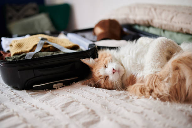 Shot of a sleepy adorable cat napping next to a packed suitcase at home stock photo