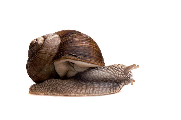 snail stock photo