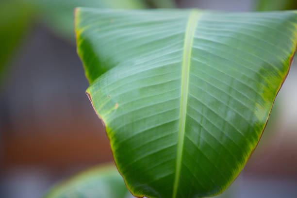 Amazing bana leaf plant.