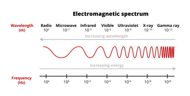 vector scientific illustration of the electromagnetic spectrum –  radio, microwave, infrared, visible, ultraviolet, x-ray, gamma-ray waves isolated on white. frequency and wavelength. - 光譜 幅插畫檔、美工圖案、卡通及圖標