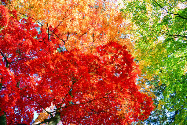 foglie autunnali tricolori - tree area japanese fall foliage japanese maple autumn foto e immagini stock